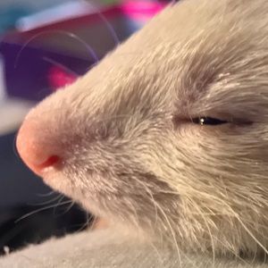 Meet your Posher, Grace